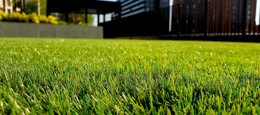winter lawn care in california