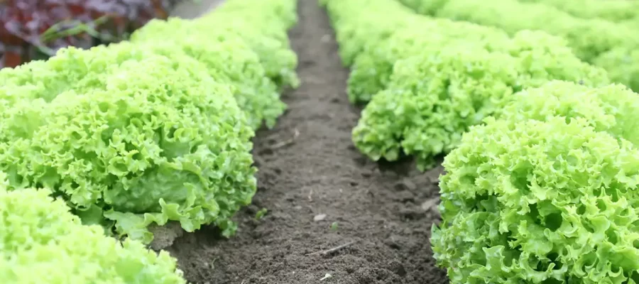 how to use a rototiller and prep your garden for spring